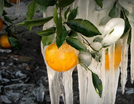 Preparing Plants for Cold Weather Preparing Plants for Cold Weather