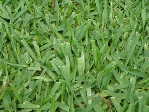 St Augustine Grass Sod Floratam