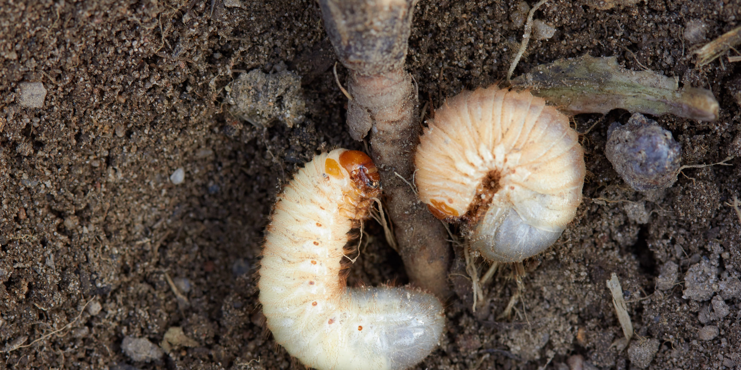 White grubs found in soil of one of my Carolina Reaper plants : r/HotPeppers