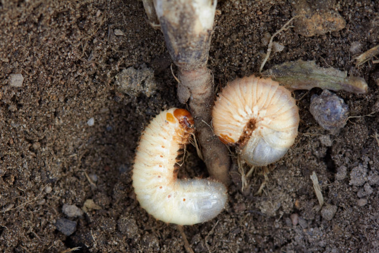 White Grubs in Punta Gorda Lawn White Grubs in Punta Gorda Lawn