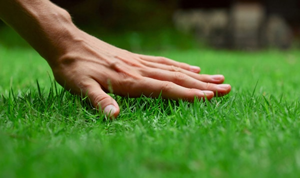lawn-care lawn care in punta gorda fl