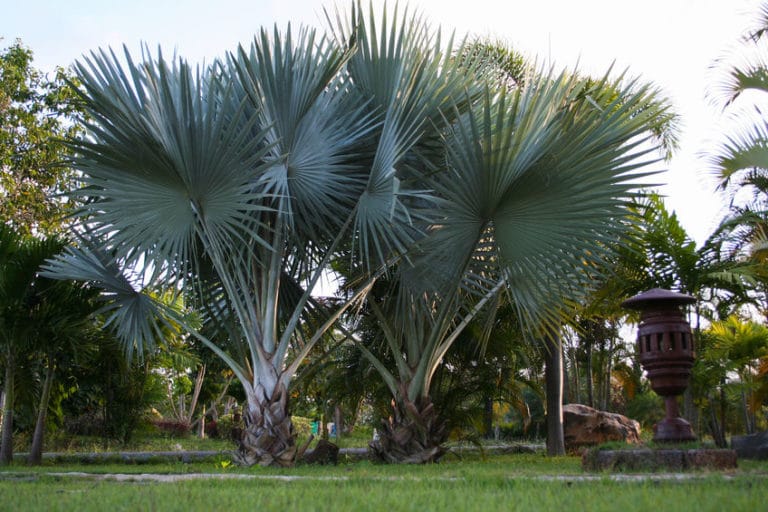 Silver Bismark Palm Tree Bismark Palm