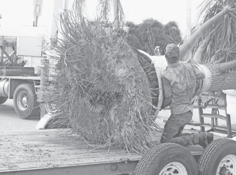 Tree Removal Ponytail ‘palm’ gets new digs at Peace River