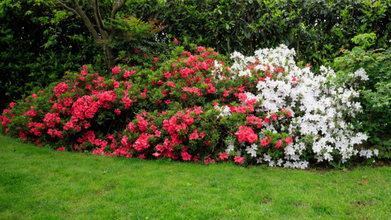 Weed Free Garden Invasive Plants That can Ruin Your Garden