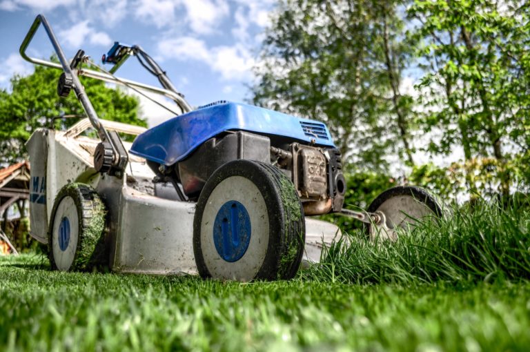 garden-grass-meadow-green-589 copy landscape design punta gorda