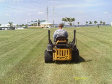 tree removal punta gorda fl