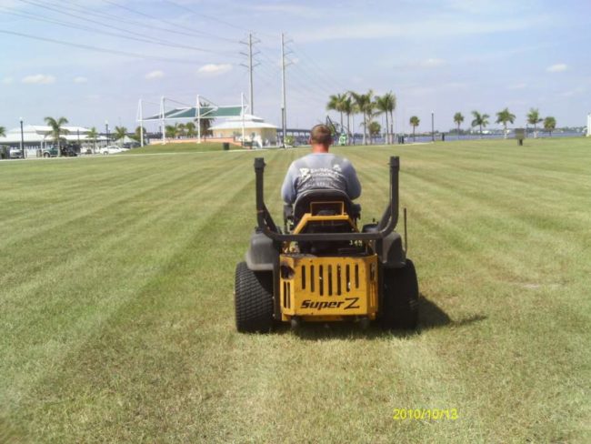 tree removal punta gorda fl