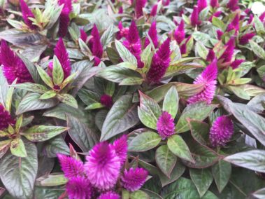 Florida Plants Blooming in November
