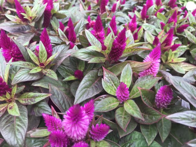 Florida Plants Blooming in November