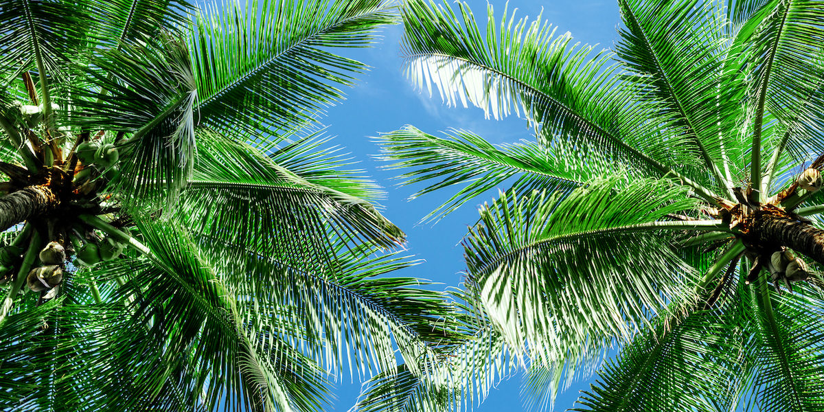 florida-palm-trees-against-blue-sky