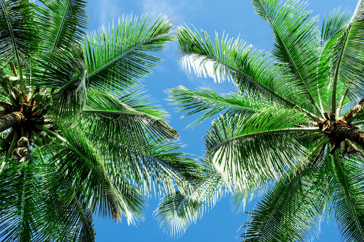 Types Of Palm Trees In Florida Beautiful Boundaries - Bank2home.com