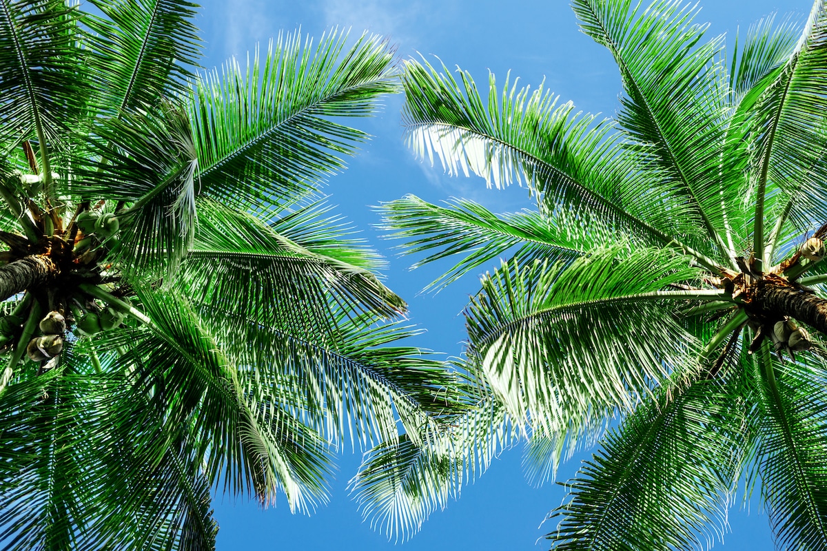 Types of Palm Trees in Florida | Beautiful Boundaries