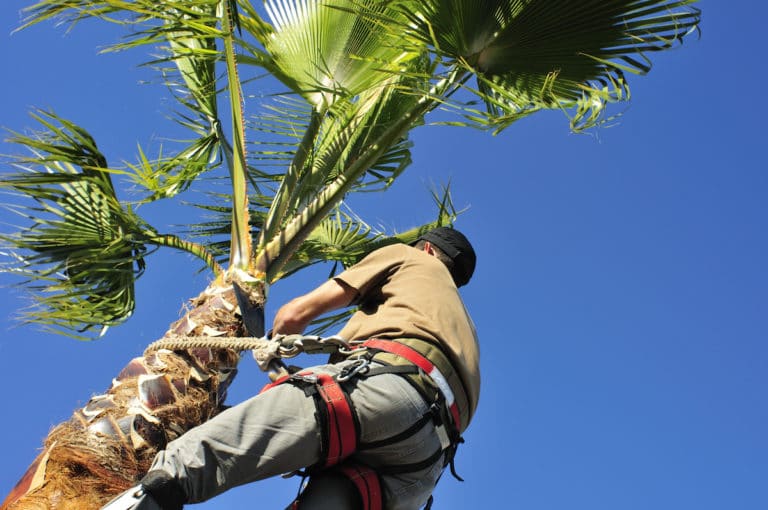 Hurricane Trimming Palm Trees tree trimming punta gorda fl