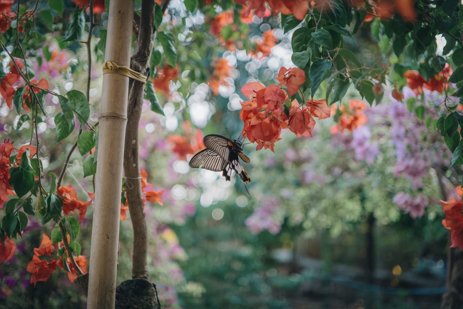 butterfly gardens butterfly gardens