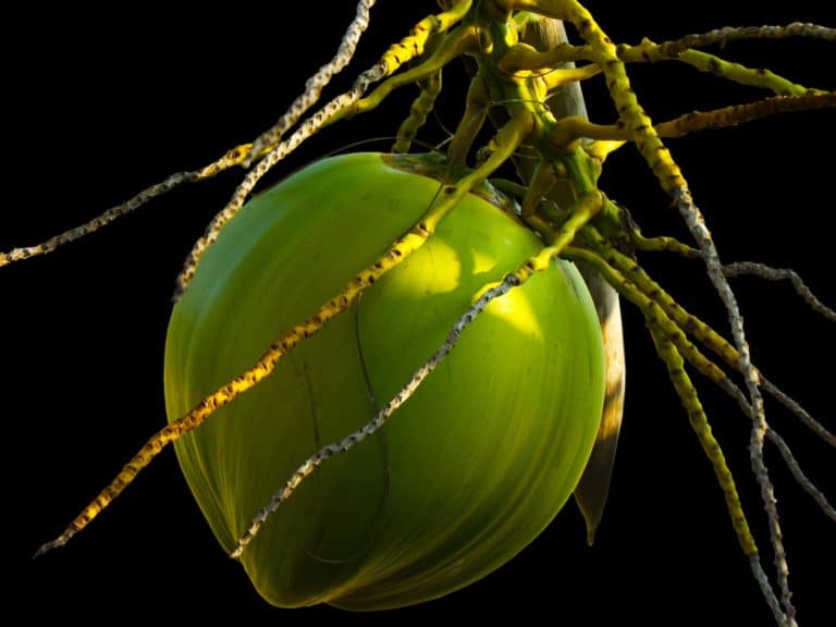 Florida Coconut Florida Coconut