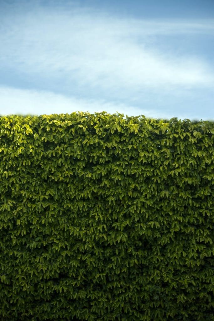 7 Best South Florida Privacy Hedges Beautiful Boundaries