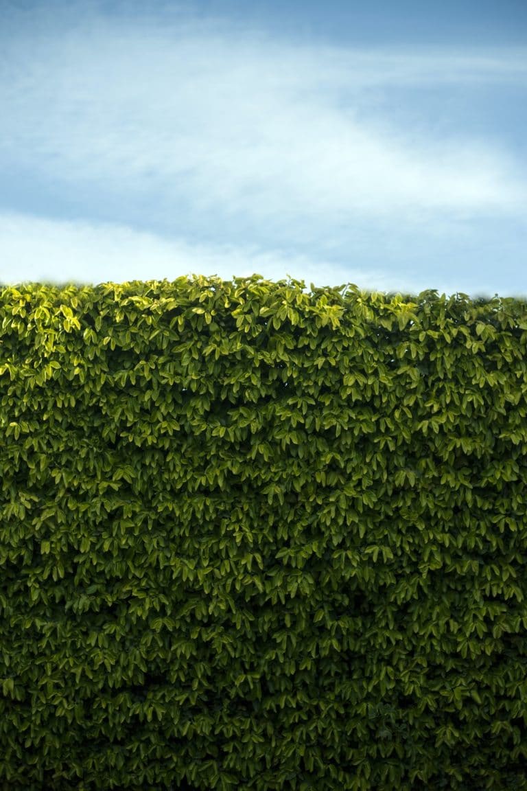 7 Best South Florida Privacy Hedges Beautiful Boundaries