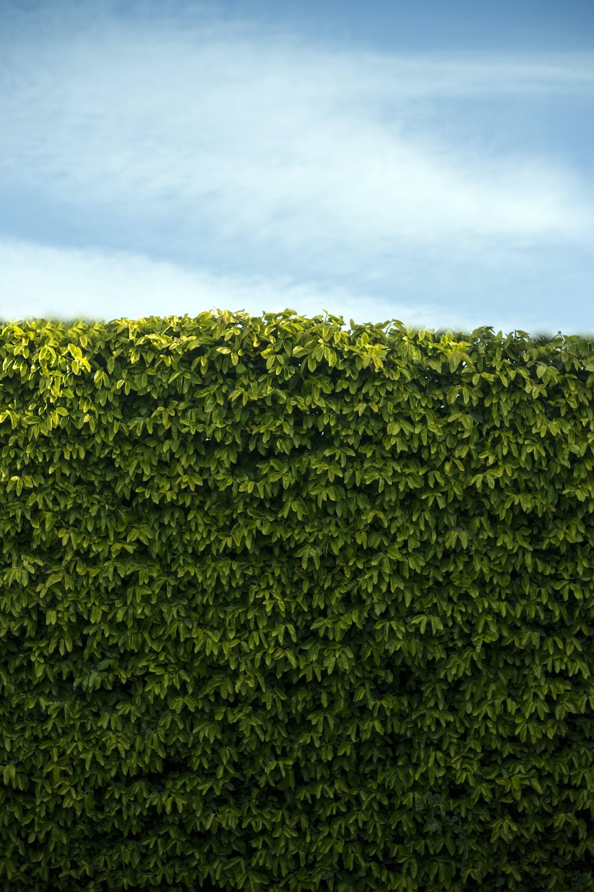 7 Best South Florida Privacy Hedges 