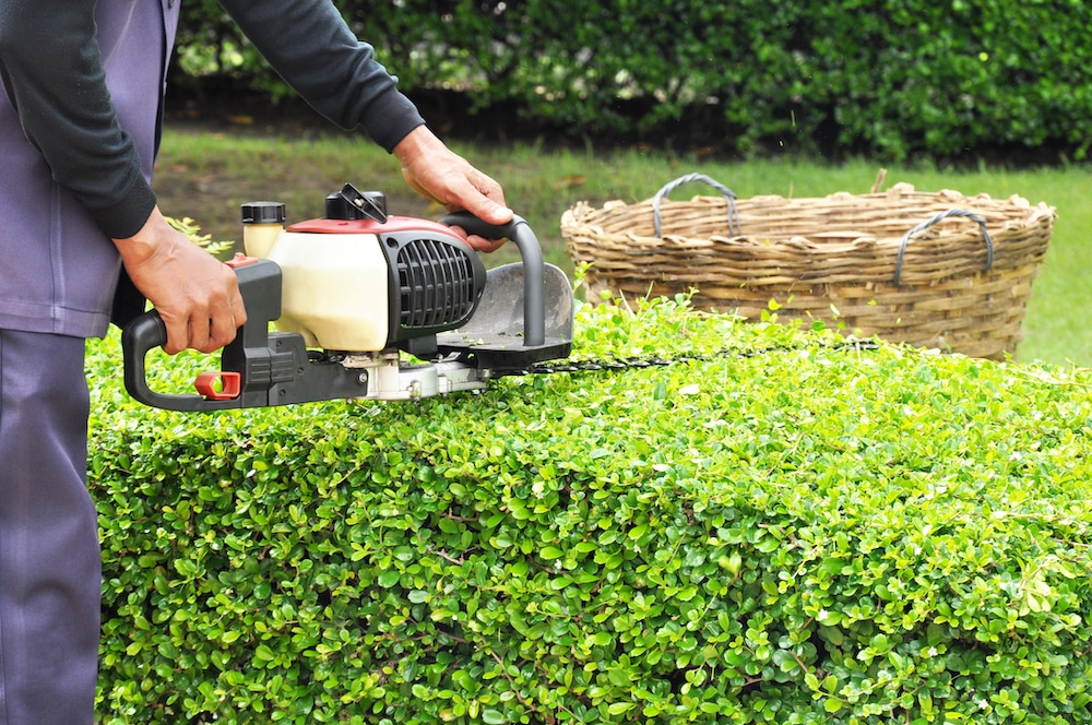 Hedge Trimming 101: Techniques and Tips for Perfectly Sculpted