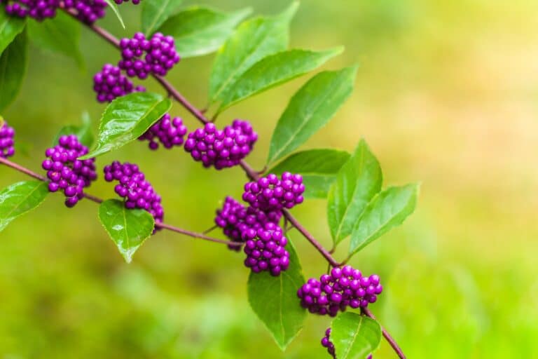 beautiful beautyberry fruits in the garden Beautyberry Fruit in Florida