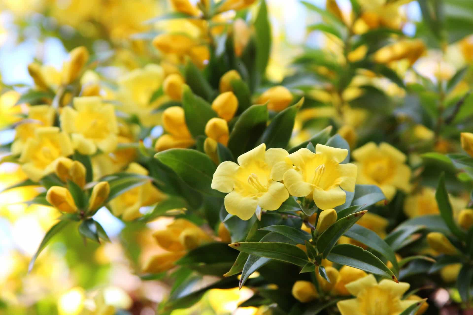 Carolina Jessamine