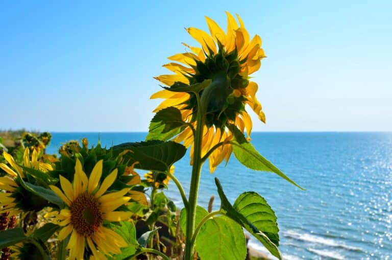 Sunflowers over a precipice on the background of blue sea Beach Sunflowers