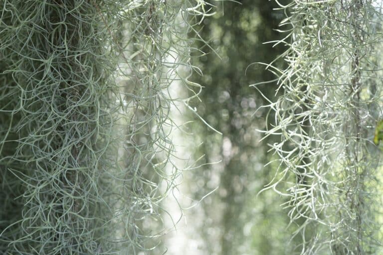 Spanish Moss plant tree closeup Spanish Moss