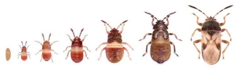 Dealing with the Top 5 Charlotte County, Florida Lawn Pests Dealing with the Top 5 Charlotte County, Florida Lawn Pests