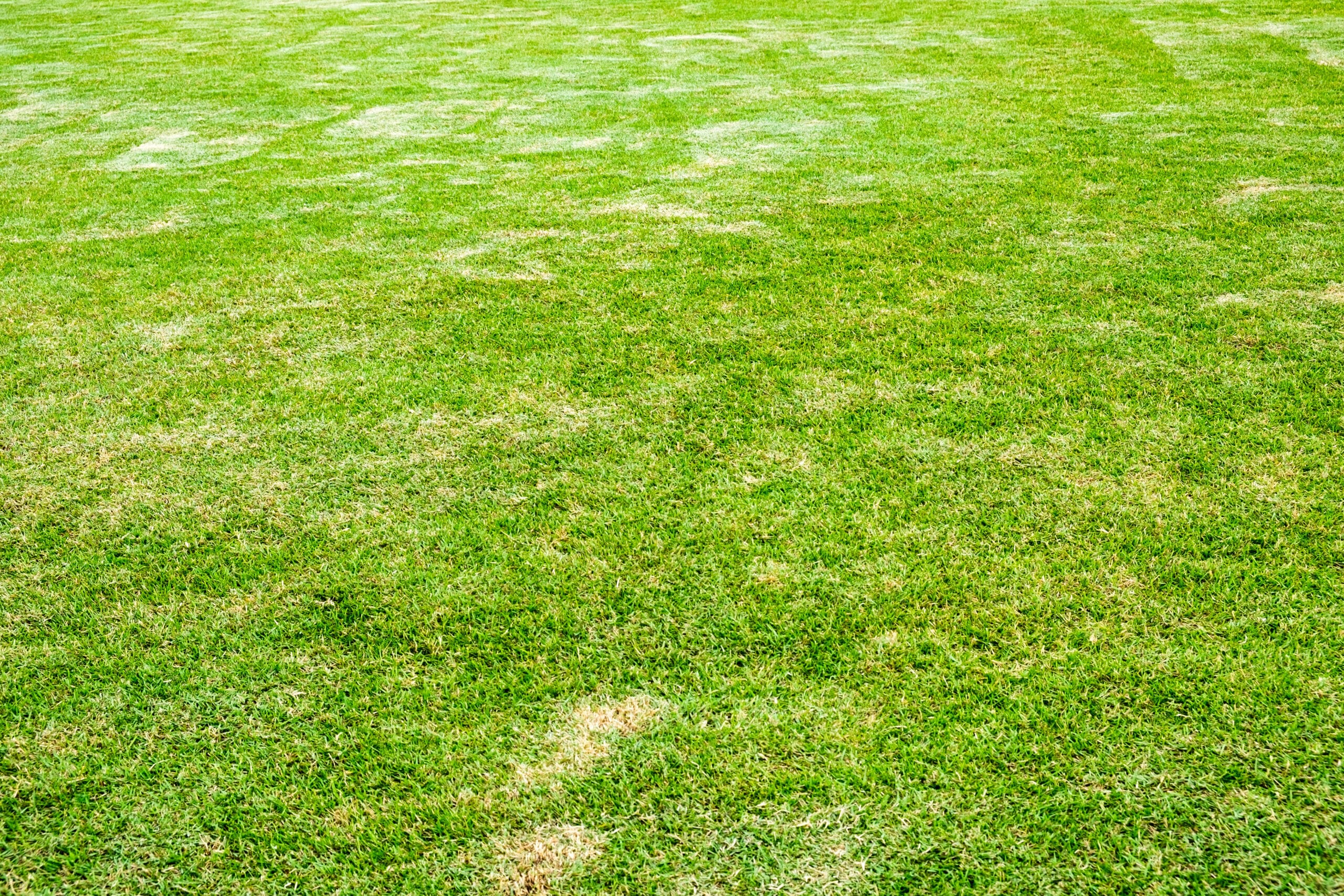 Florida lawn diseases Florida lawn diseases